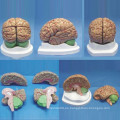 De alta calidad natural tamaño cerebro humano anatomía médica modelo (r050108)